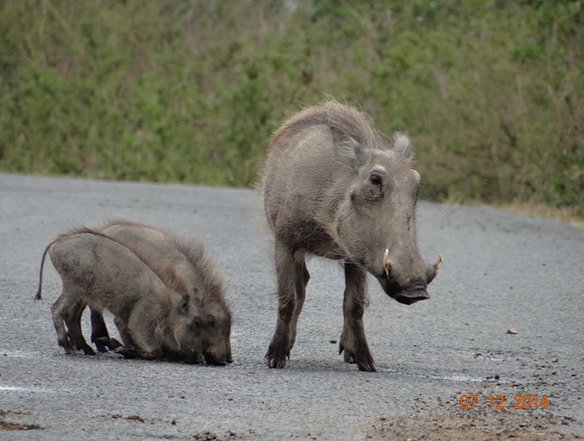 Warthog with her 3 piglets drinking out of the potholes in Hluhluwe Imfolozi game reserve