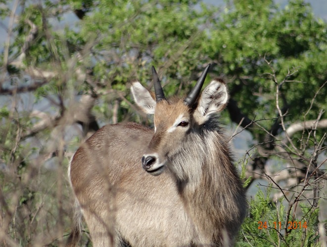 Waterbuck seen on the first day of our Durban 3 Day Safari Tour