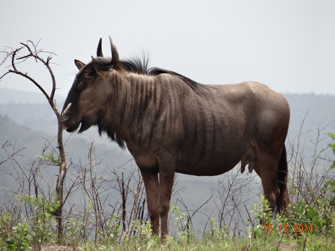 Wildebeest seen on our Durban day safari tour