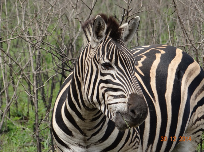 Zebra seen on day two of our Durban safari tour