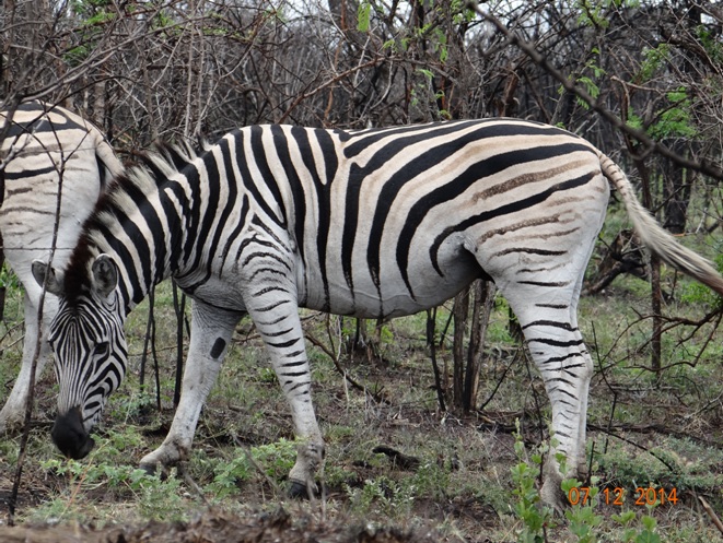 Zebra seen on our Safari tour from Durban in KwaZulu Natal