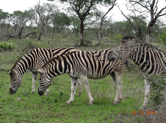 Zebras seen on our Durban day safari tour