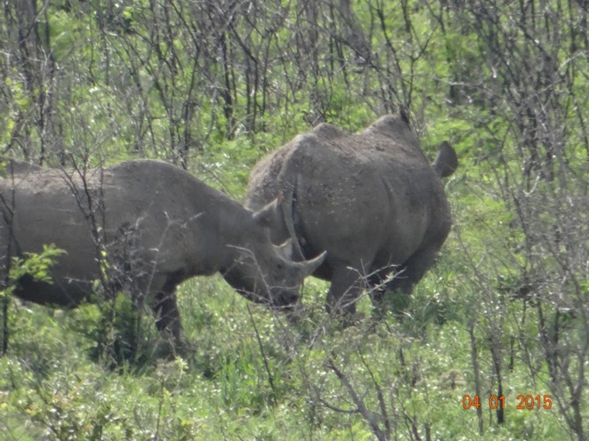 Black Rhino mother and calf seen in Hluhluwe Imfolozi on our Safari tour