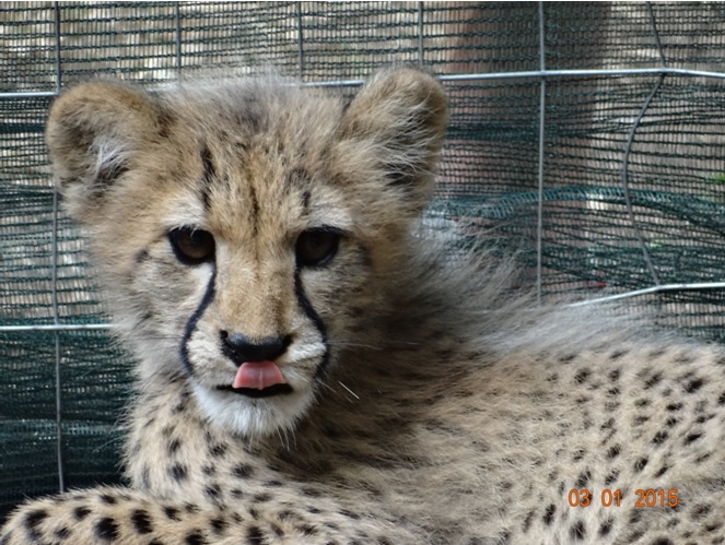 Cheetah cub at a Cat rehabilitation center on our Durban day safari tour