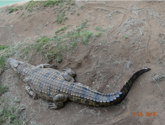 Crocodile seen on our Durban day safari