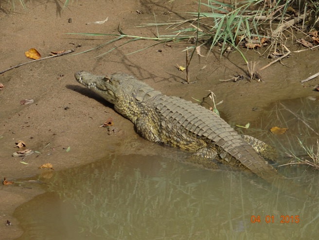 Crocodile seen on our Durban safari tour