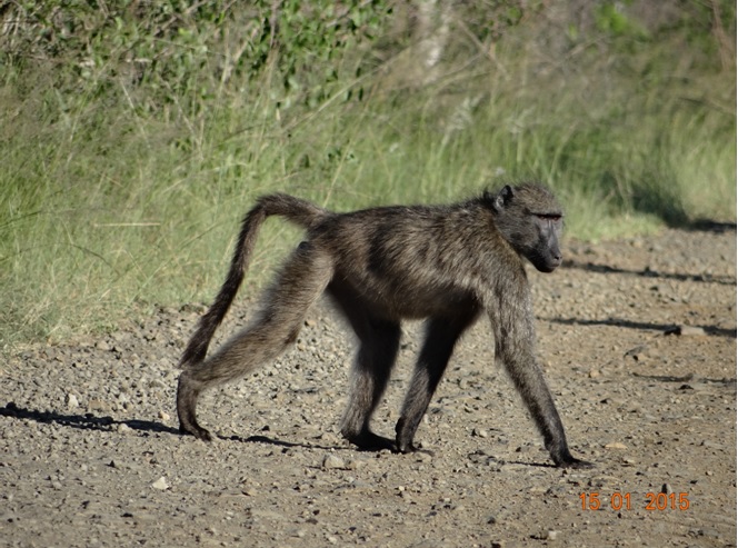 Durban 3 day safari tour; Baboon crosses the road