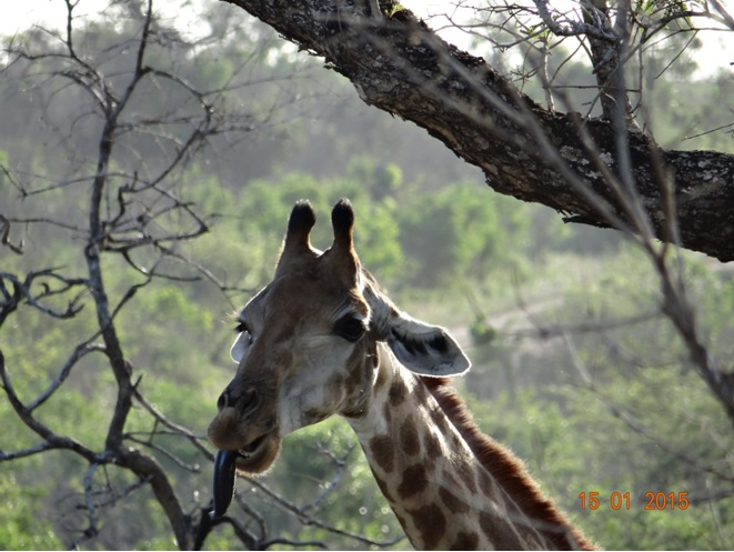 Durban 3 day safari tour; Giraffe with her tongue out