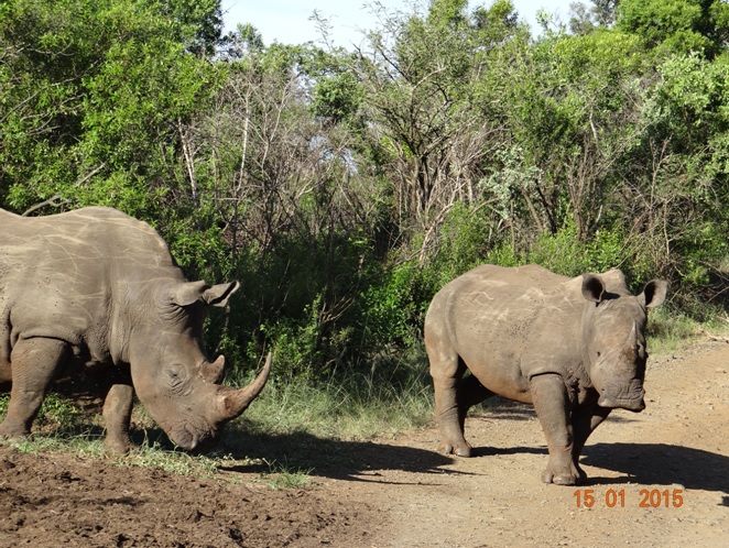 Durban 3 day safari tour; Rhinos cross the road