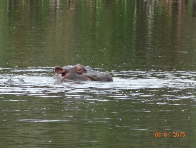Durban day safari, Hippos in dam