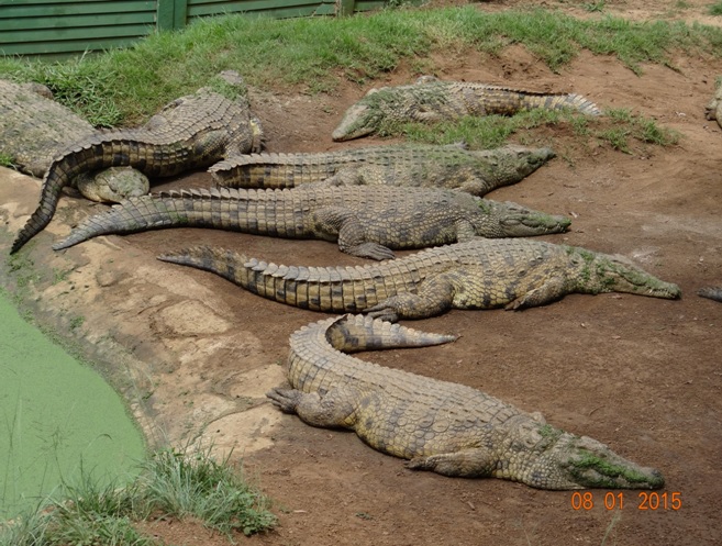 Durban day tour, Crocodiles at a reptile park in the valley of 1000 Hills