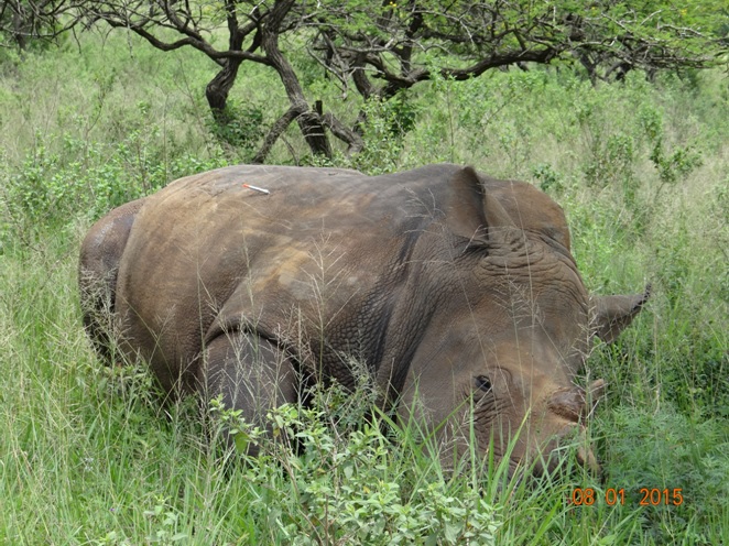 Durban day tour, Rhino darted and dehorned