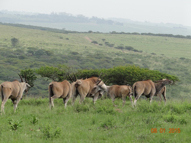 Durban safari Tour, Eland seen in Tala game reserve