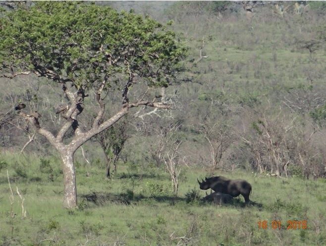 Durban safari tour; Black Rhino and calf