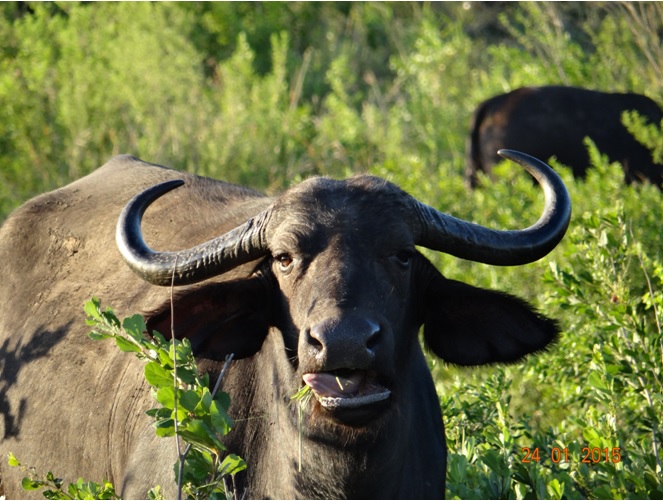 Durban safari tour, Buffalo cow