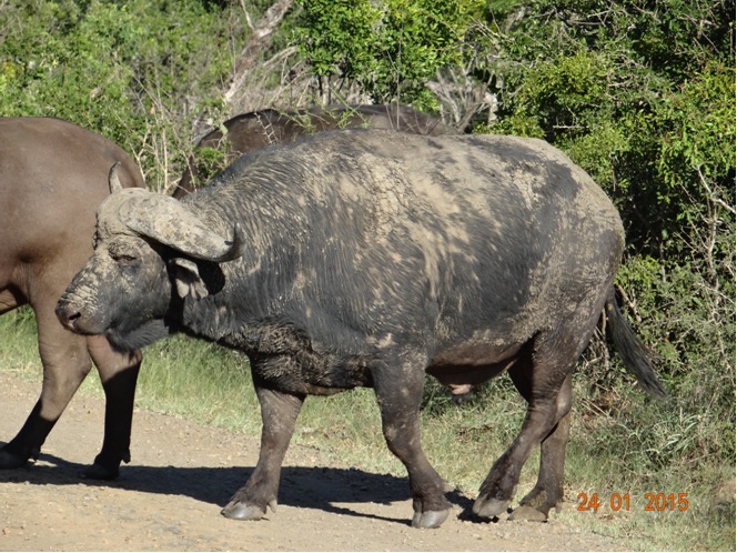 Durban safari tour, Buffalo