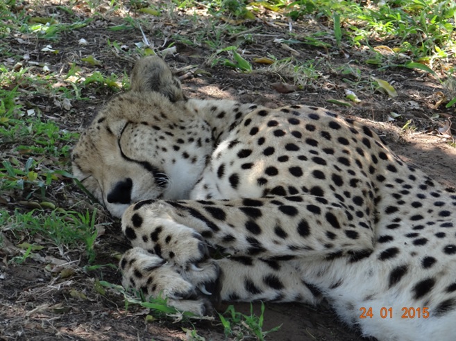 Durban safari tour; Cheetah