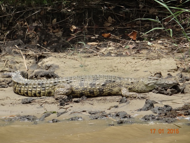 Durban safari tour; Crocodile at St Lucia wetlands