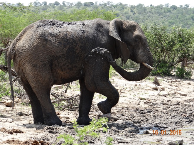 Durban safari tour; Elephant mud wallowing