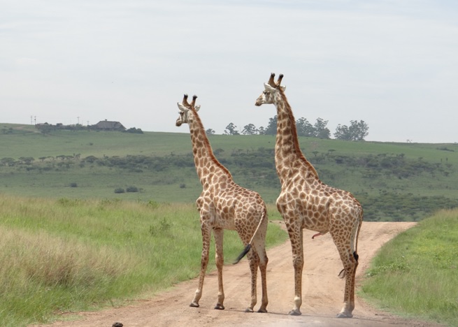 Durban safari tour, Giraffe dominance