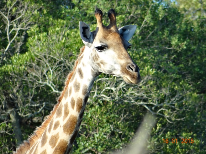 Durban safari tour; Giraffe