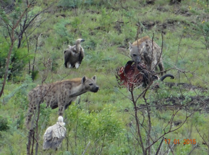 Durban safari tour; Hyenas and vultures feeding on Wildebeest carcass