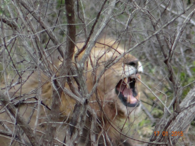 Durban safari tour; Lion yawning