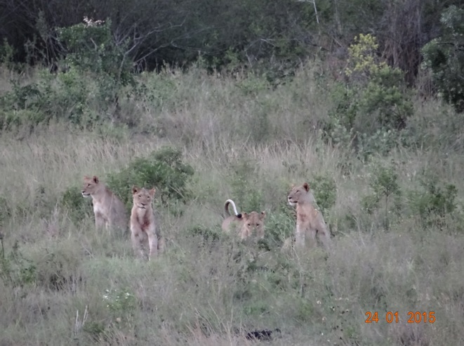 Durban safari tour, Lions of Hluhluwe