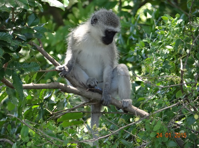 Durban safari tour, Vervet monkey