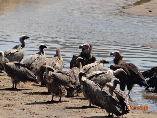 Durban safari tour; Vultures
