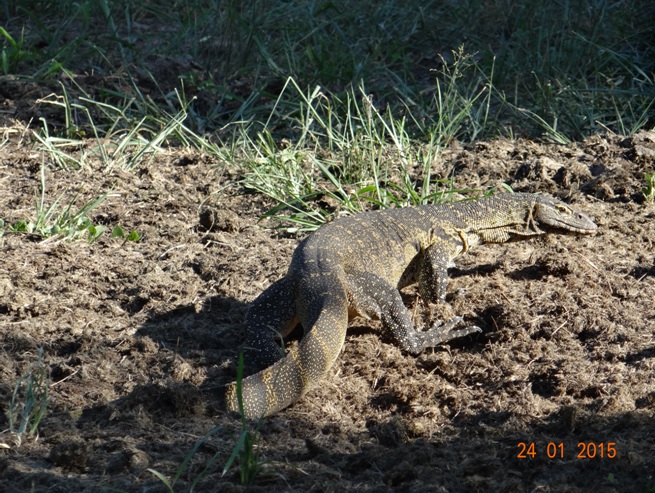 Durban safari tour, Water monitor Lizard