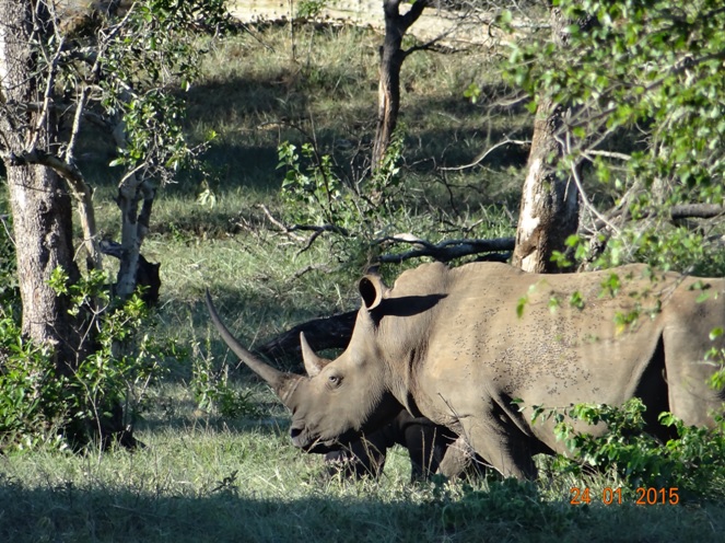 Durban safari tour, White Rhino and calf