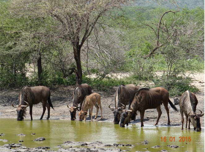 Durban safari tour; Wildebeest drinking