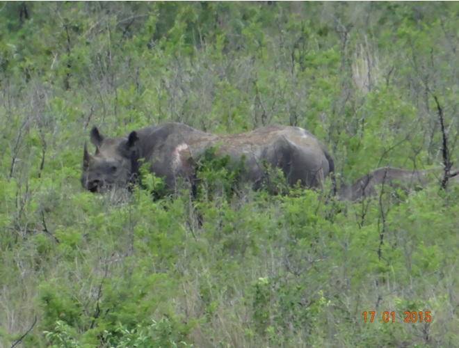 Durban safari tours; Black Rhino mother and calf
