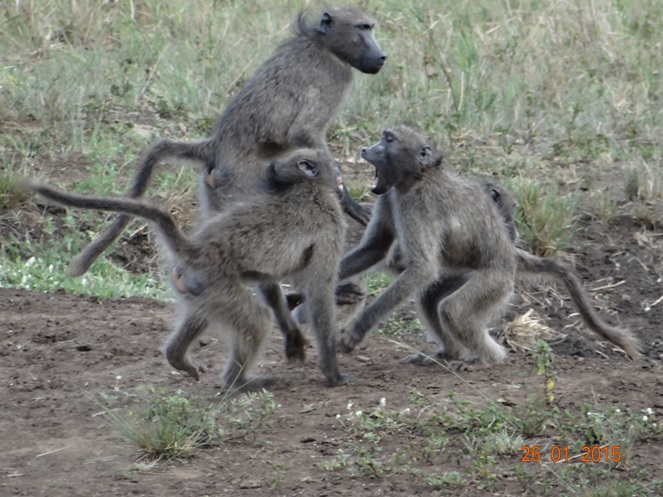 Durban safaris; Baboon playing and mating