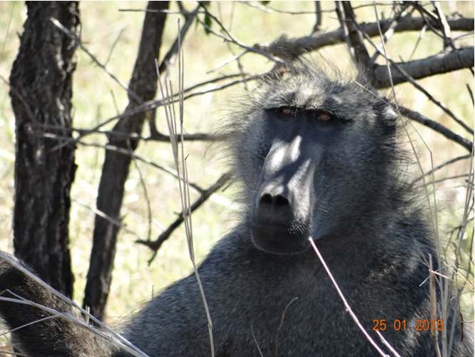 Durban safaris, Baboon