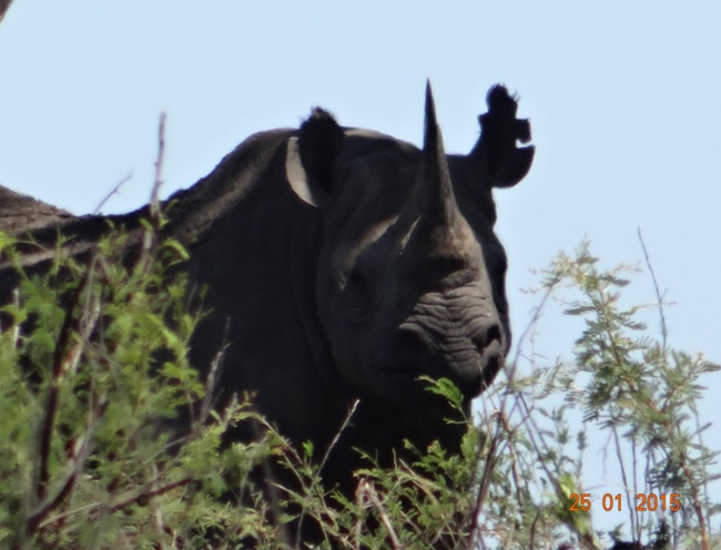 Durban safaris; Black Rhino