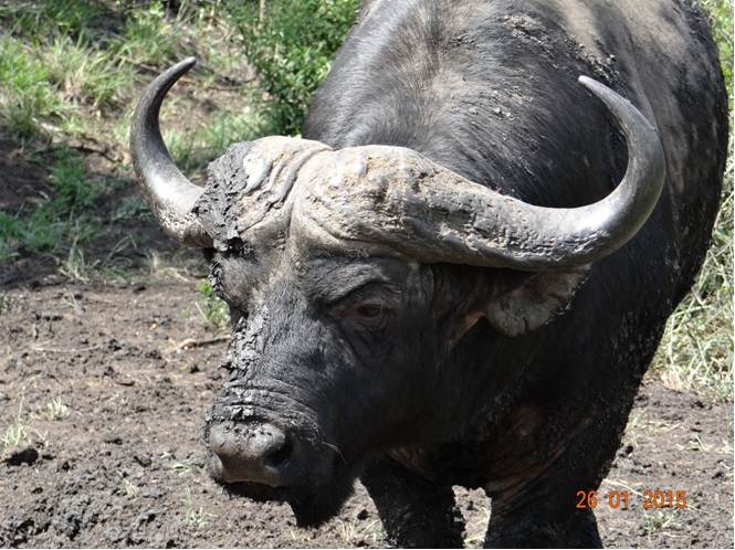 Durban safaris; Buffalo covered in Mud