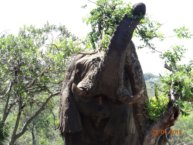 Durban safaris; Bull Elephant reaches for some leaves