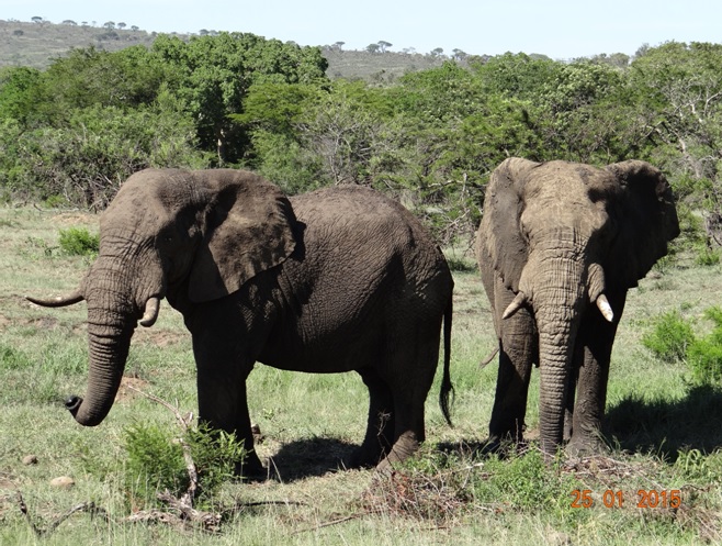 Durban safaris; Elephant Bulls