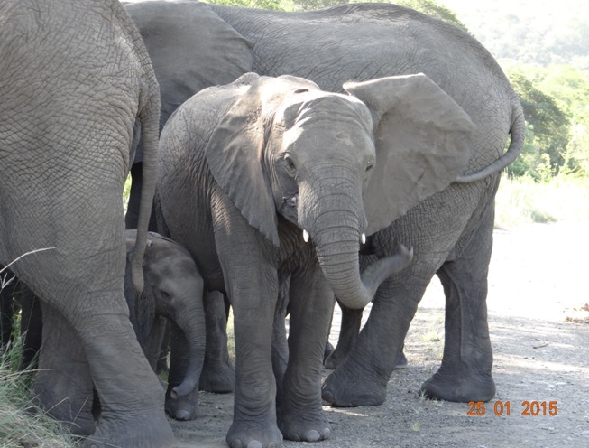 Durban safaris, Elephant babies