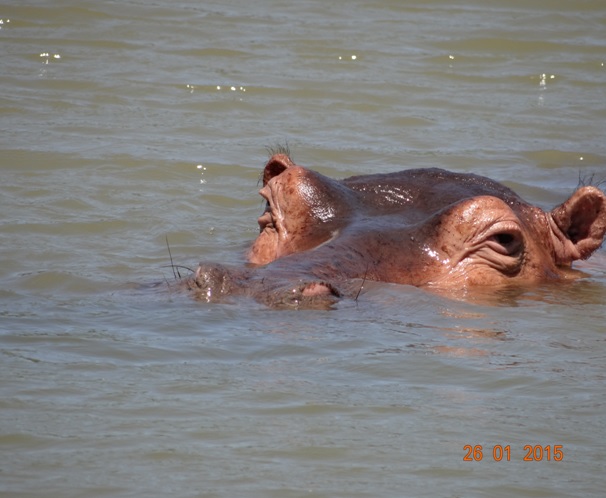 Durban safaris; Hippo at St Lucia