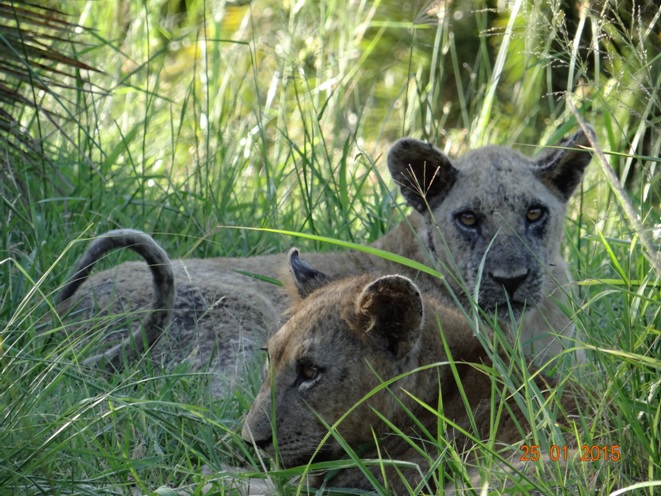 Durban safaris, Lion cubs