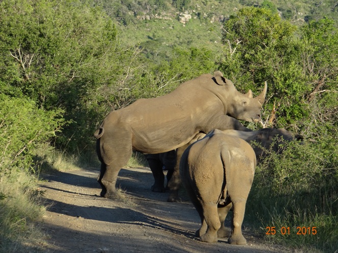 Durban safaris; Mating Rhinos