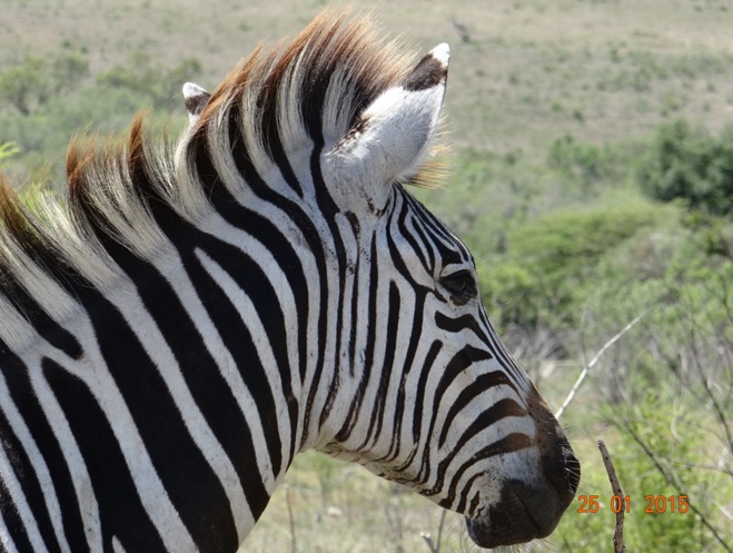 Durban safaris; Plains Zebra