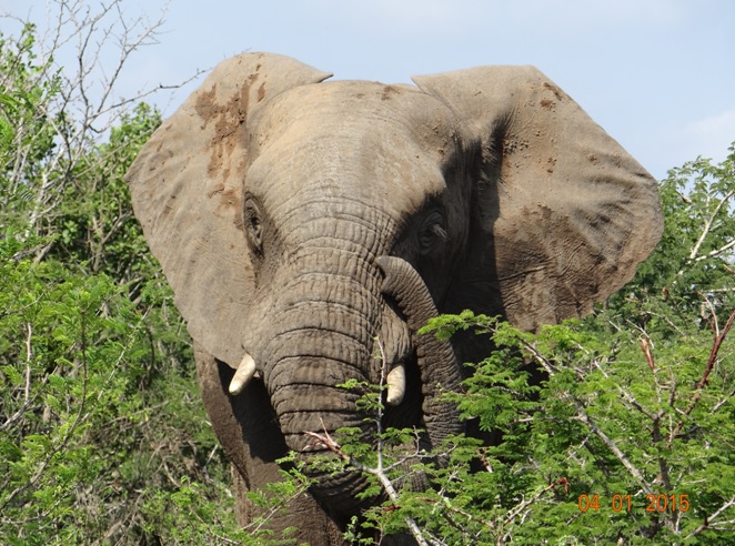 Elephant bull next to the road on our Durban safari tour