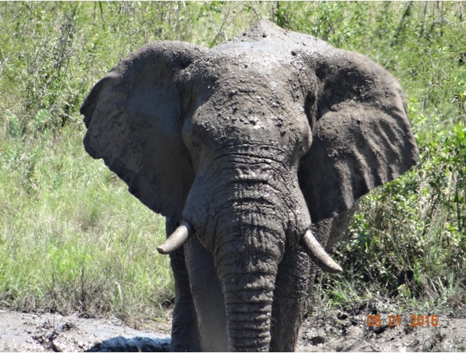 Elephant on day 3 of our Durban safari tour
