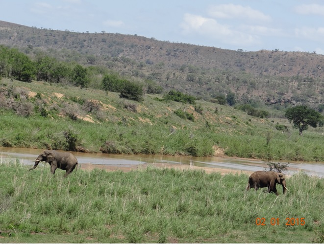 Elephants down at the Umfolozi river on our Durban safari tour