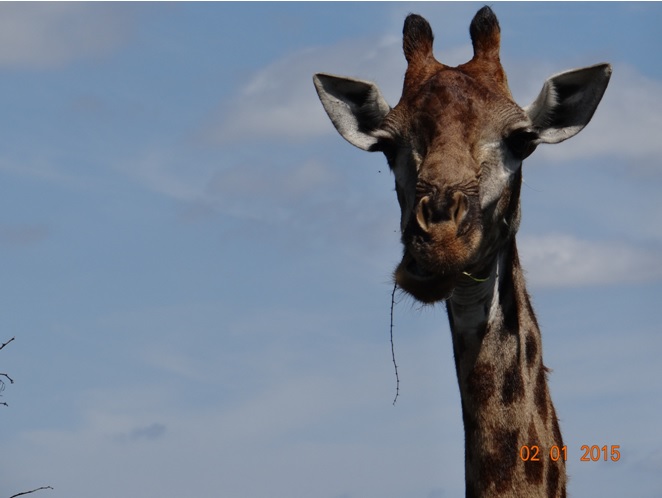 Giraffe on our Durban safari tour