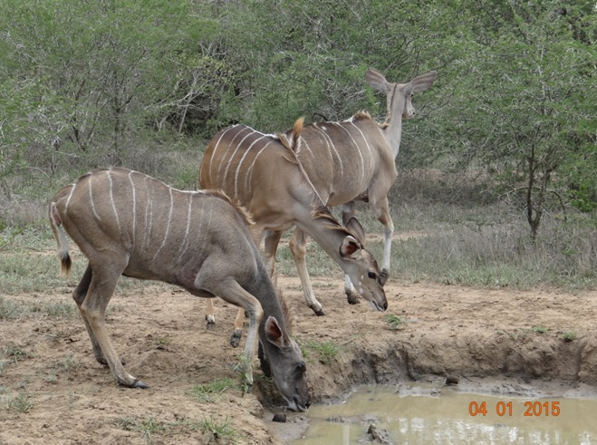 Kudu drinking water on our Hluhluwe Imfolozi safari tour